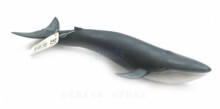 PROCON動物模型-藍鯨R88044