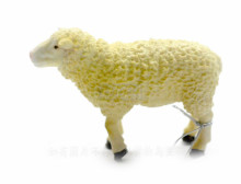 PROCON動物模型-綿羊88008