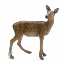 PROCON動物模型-母鹿88470