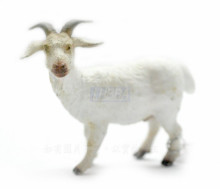 PROCON動物模型-公山羊88212