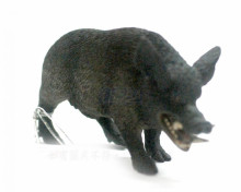 PROCON動物模型-公山豬88363