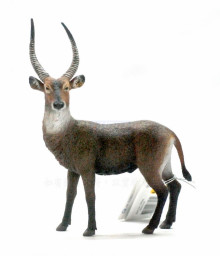 PROCON動物模型-水羚R88562