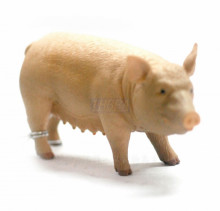 PROCON動物模型-母豬88006