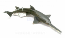 PROCON動物模型-鋸鯊R88659