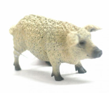PROCON動物模型-匈牙利豬88674