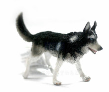 西伯利亞雪橇犬R88707 PROCON動物模型