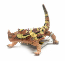 PROCON動物模型-棘蜥
