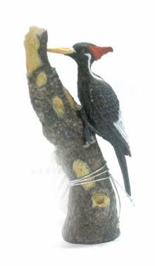 象牙喙啄木鳥-PROCON動物模型