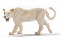 PROCON動物模型-母白獅