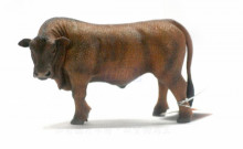 PROCON動物模型-紅安格斯牛88508