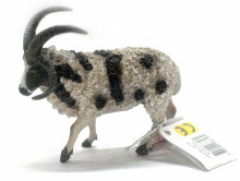 PROCON動物模型-四角羊-雄性88728