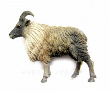 PROCON動物模型-喜瑪拉雅塔爾羊