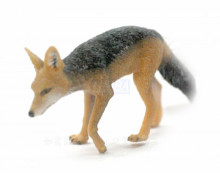 黑背胡狼-PROCON動物模型