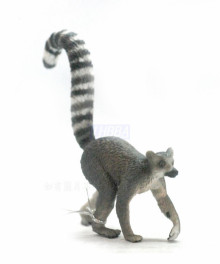 環尾狐猴-PROCON動物模型