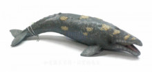 灰鯨-PROCON動物模型R88836