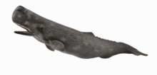 抹香鯨 PROCON動物模型