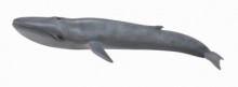 藍鯨	PROCON動物模型R88834