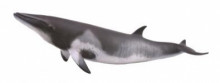 小鬚鯨-PROCON動物模型R88862