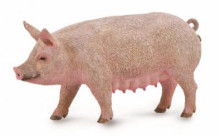母豬-PROCON動物模型R88863
