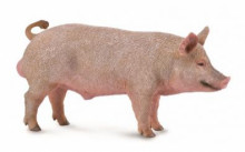 公豬-PROCON動物模型R88864