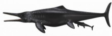 泰曼魚龍-PROCON動物模型R88724