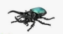 #O AS-39 高加索巨型甲蟲